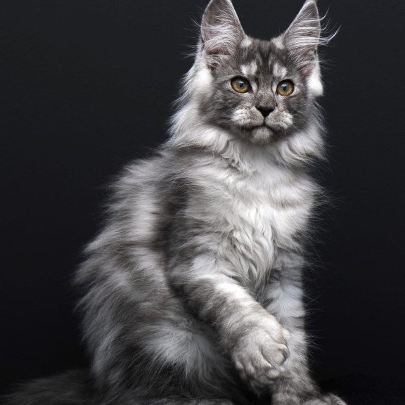 Maine Coon AP Odry