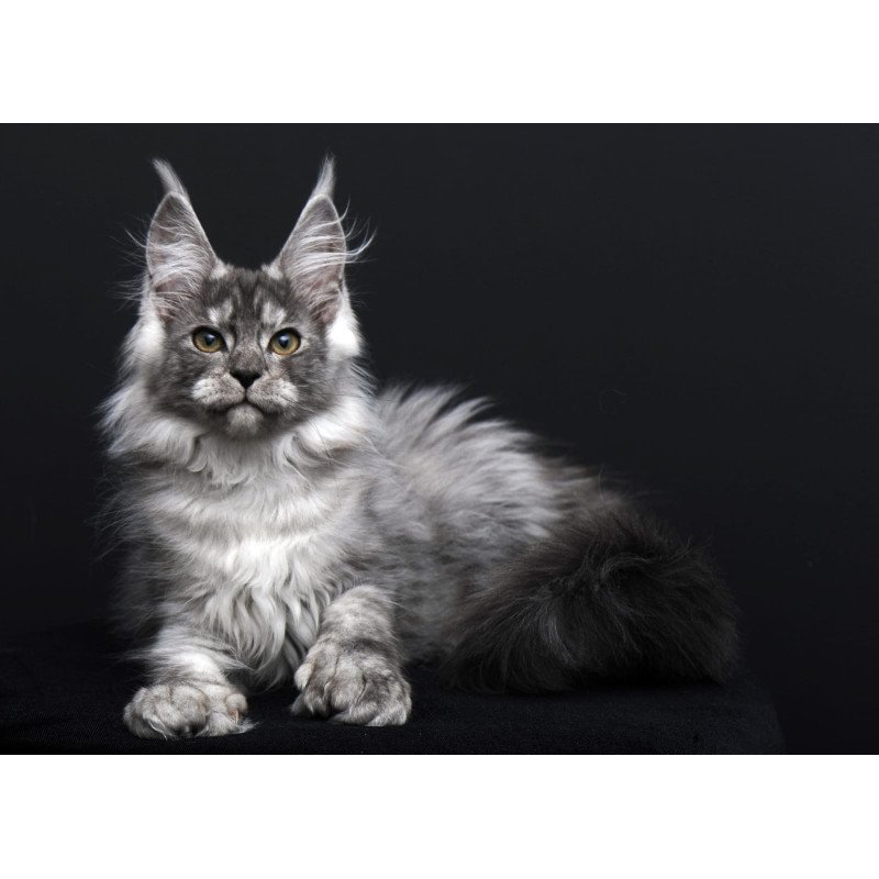 Maine Coon AP Odry
