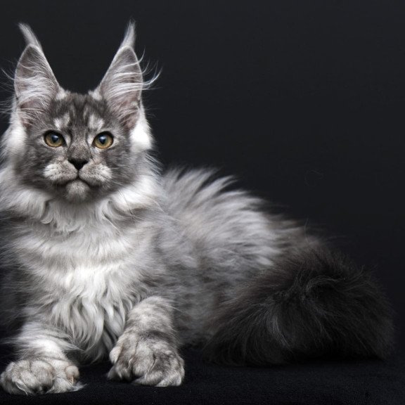 Maine Coon AP Odry