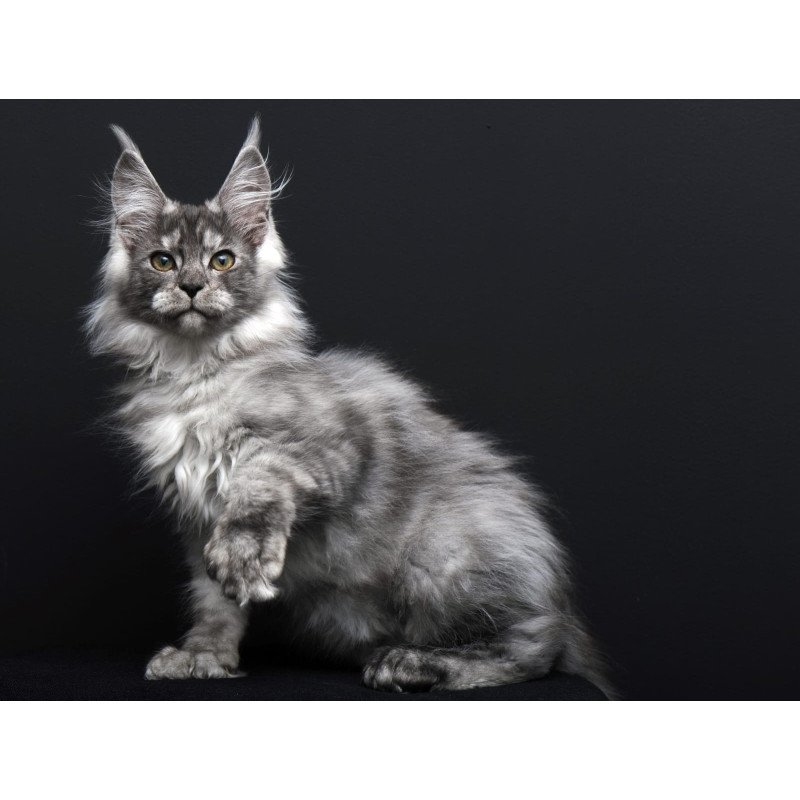 Maine Coon AP Odry