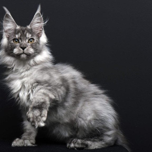Maine Coon AP Odry
