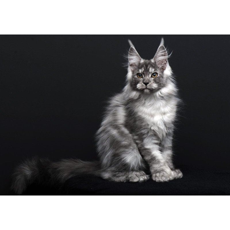 Maine Coon AP Odry