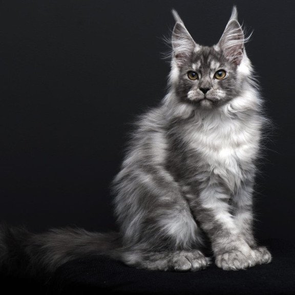 Maine Coon AP Odry