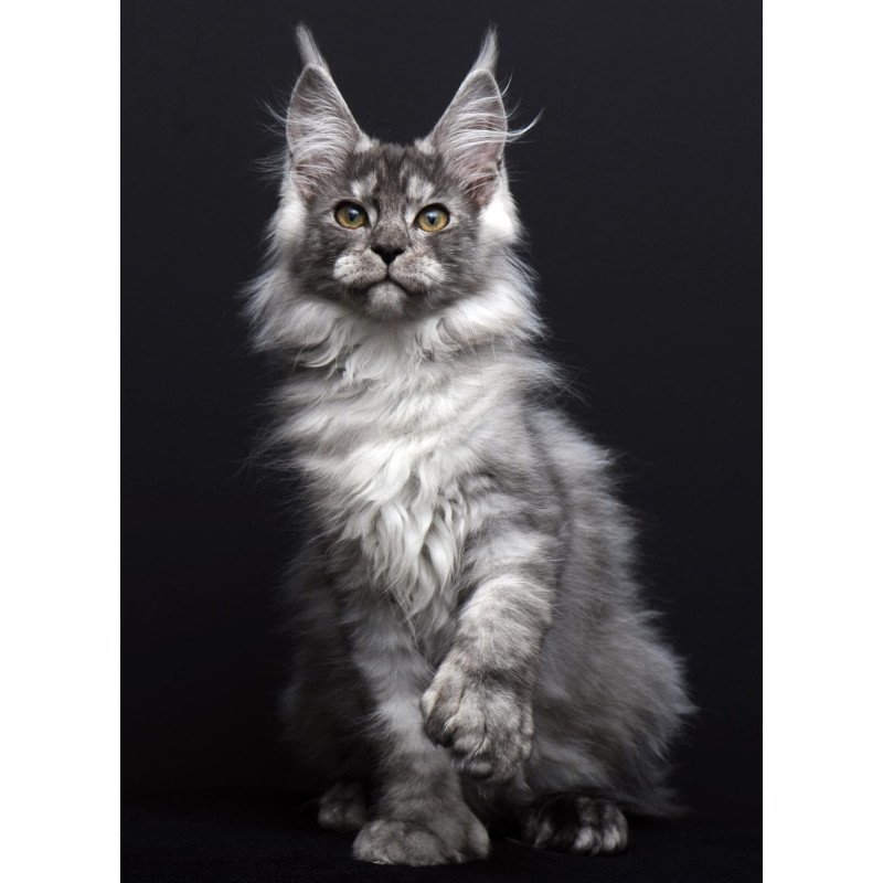 Maine Coon AP Odry