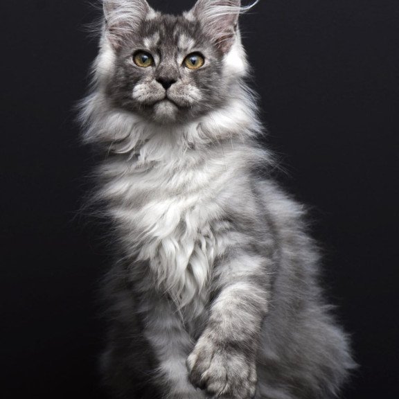 Maine Coon AP Odry