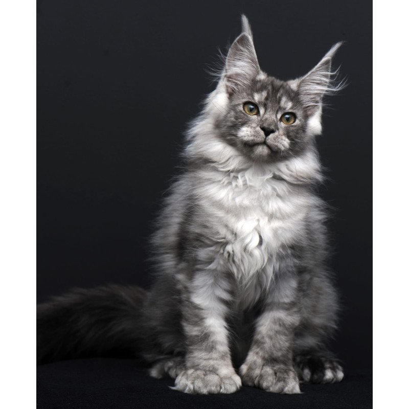 Maine Coon AP Odry