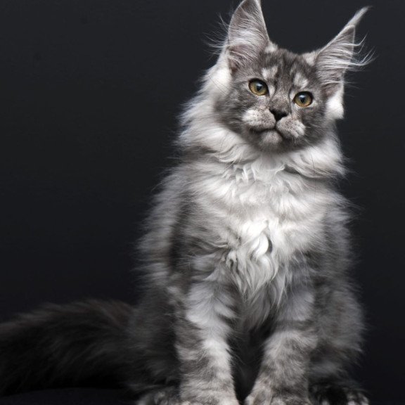 Maine Coon AP Odry