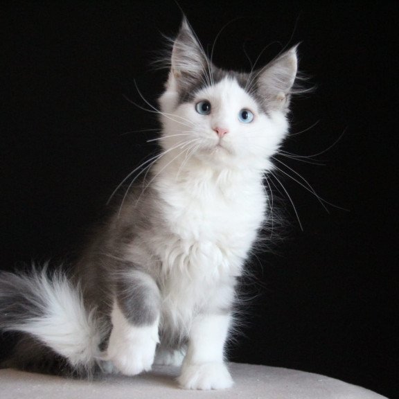 Maine Coon AP Mechta