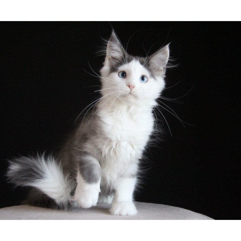 Maine Coon AP Mechta
