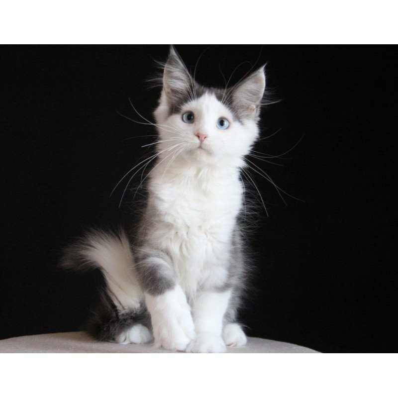 Maine Coon AP Mechta