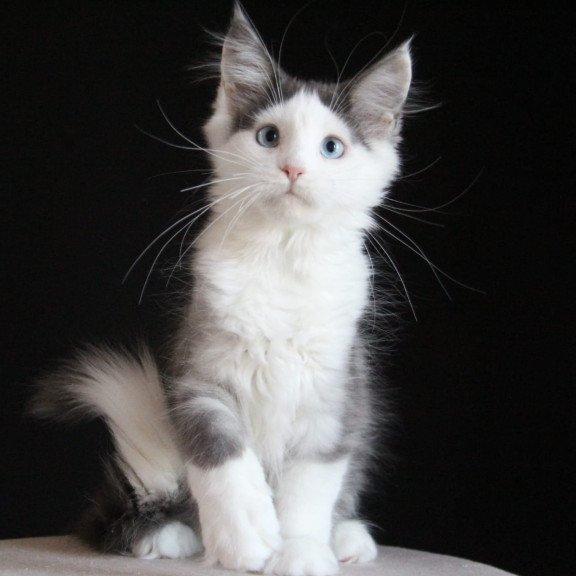 Maine Coon AP Mechta