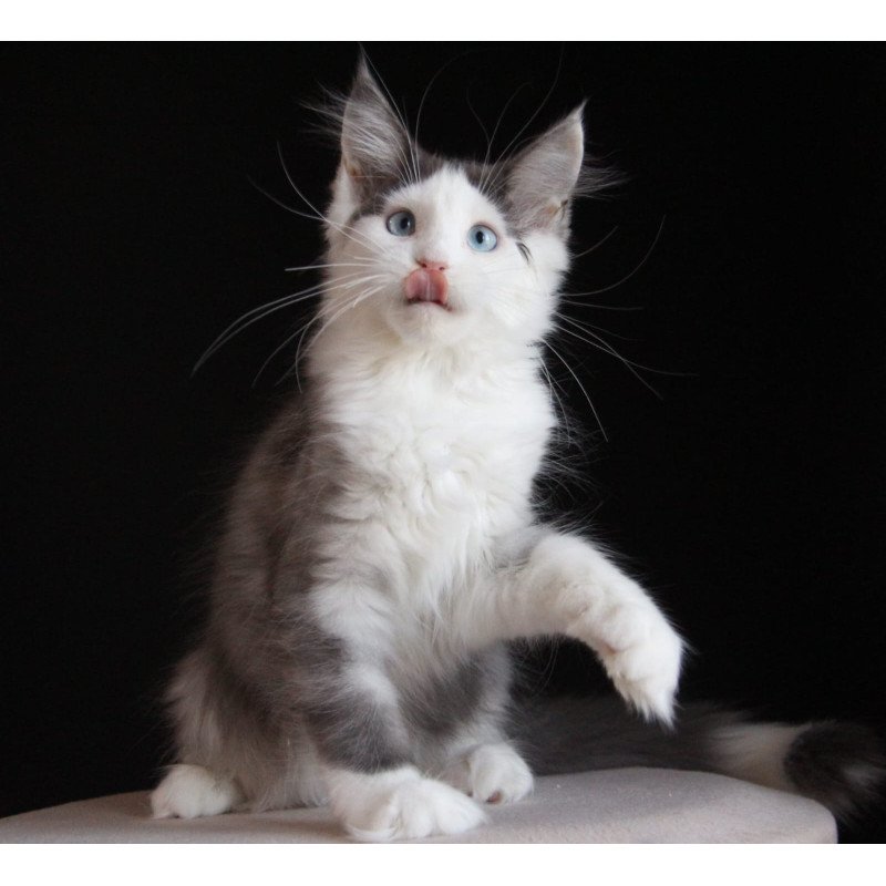 Maine Coon AP Mechta
