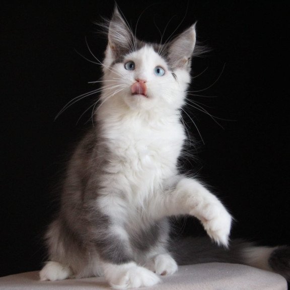 Maine Coon AP Mechta