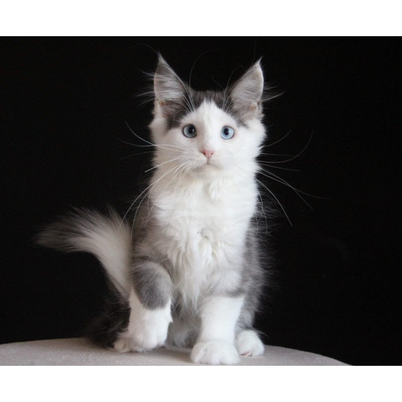 Maine Coon AP Mechta
