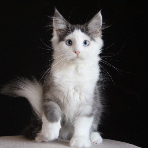 Maine Coon AP Mechta