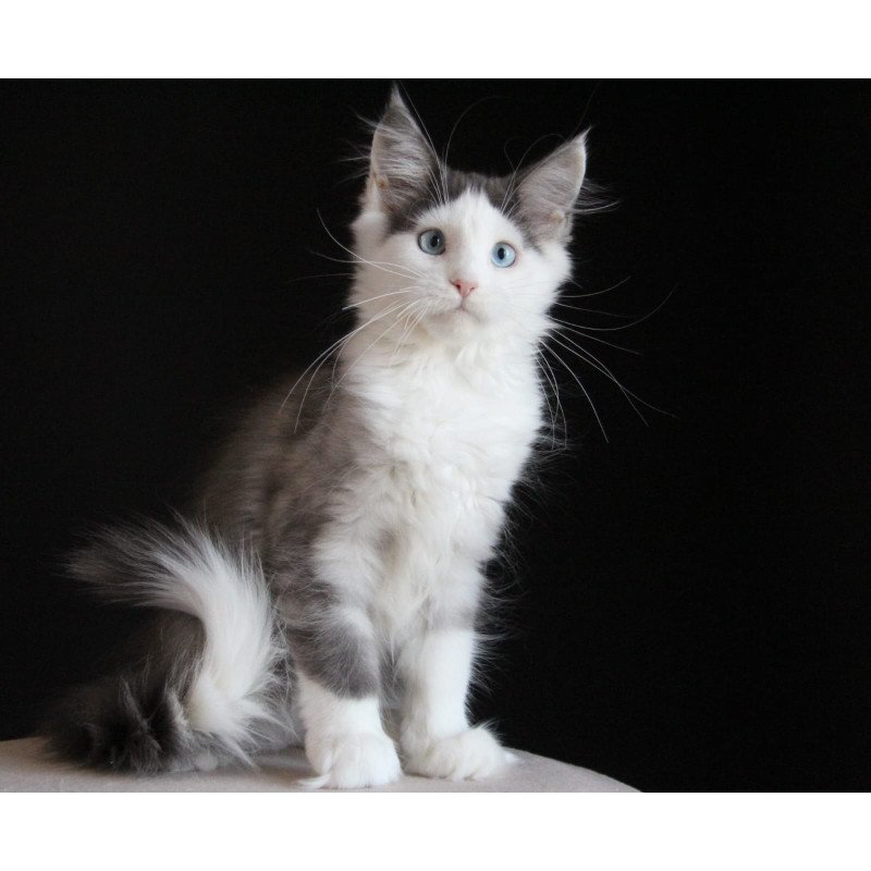 Maine Coon AP Mechta