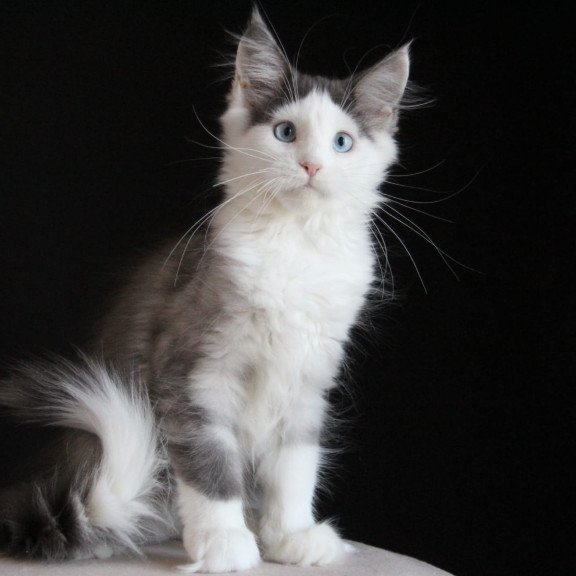 Maine Coon AP Mechta