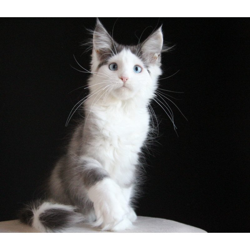 Maine Coon AP Mechta