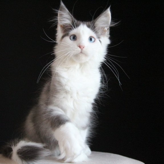 Maine Coon AP Mechta