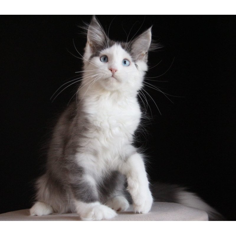 Maine Coon AP Mechta