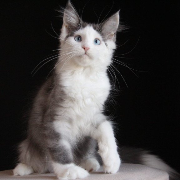 Maine Coon AP Mechta