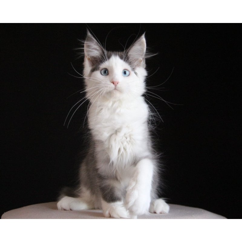 Maine Coon AP Mechta