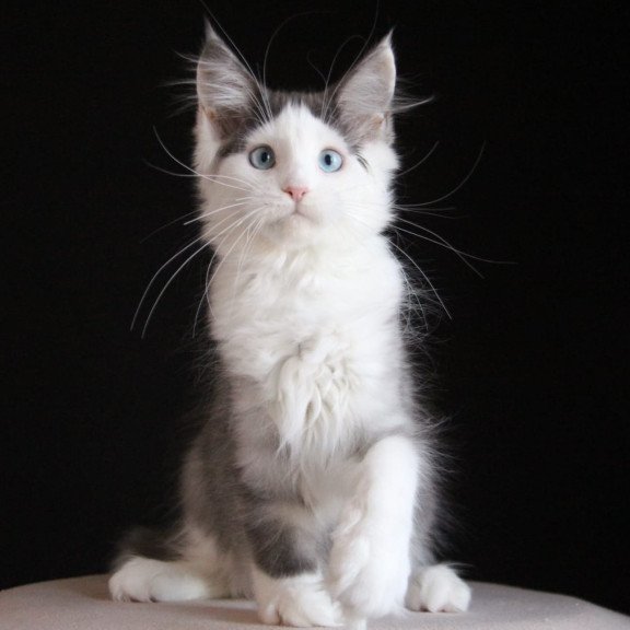 Maine Coon AP Mechta