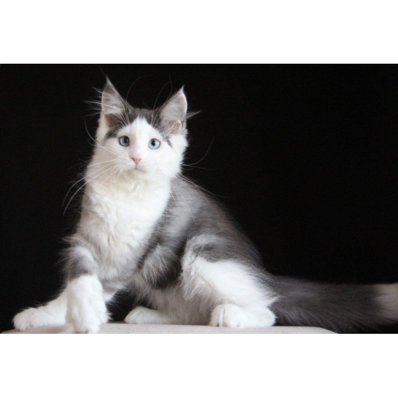 Maine Coon AP Mechta