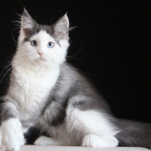 Maine Coon AP Mechta