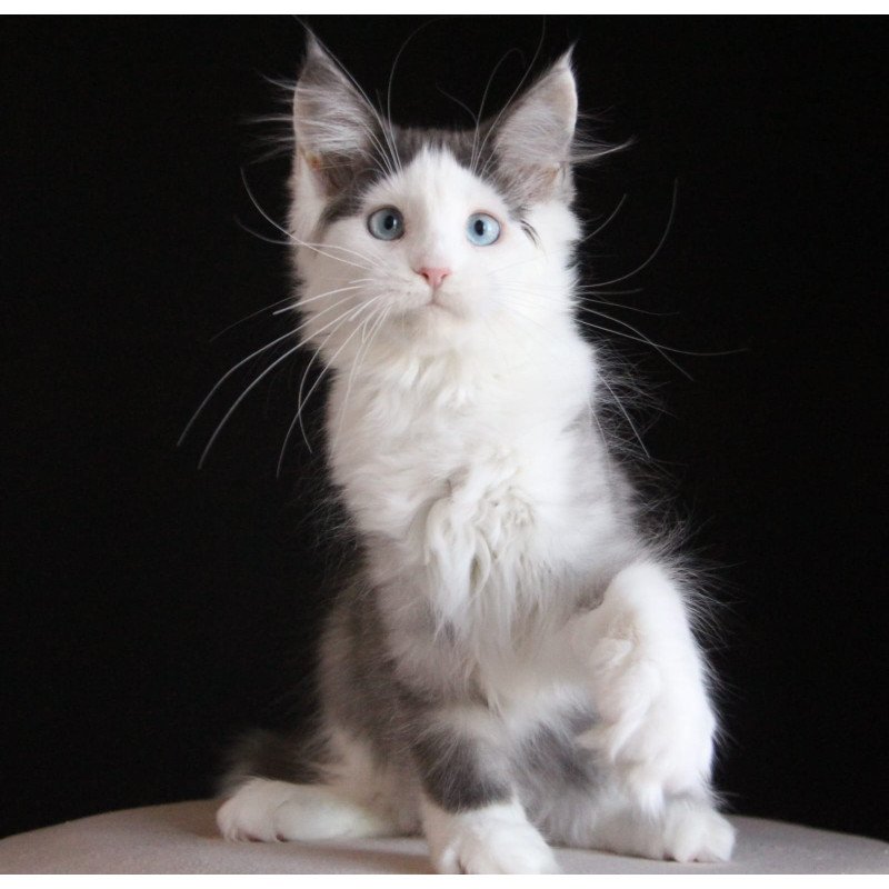 Maine Coon AP Mechta