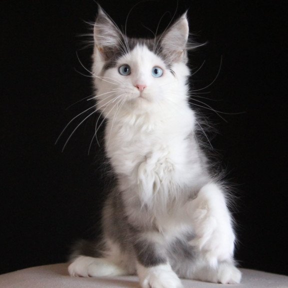 Maine Coon AP Mechta