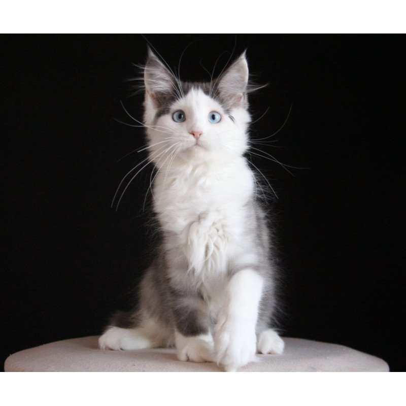 Maine Coon AP Mechta