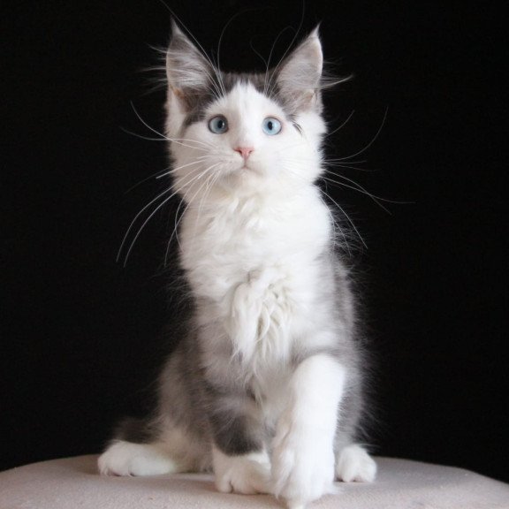 Maine Coon AP Mechta
