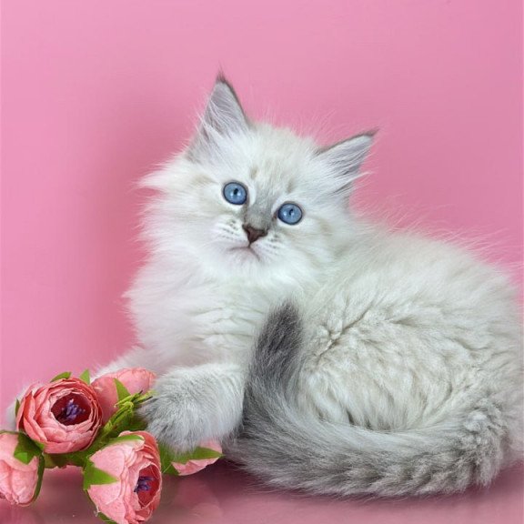 Siberian Zenia