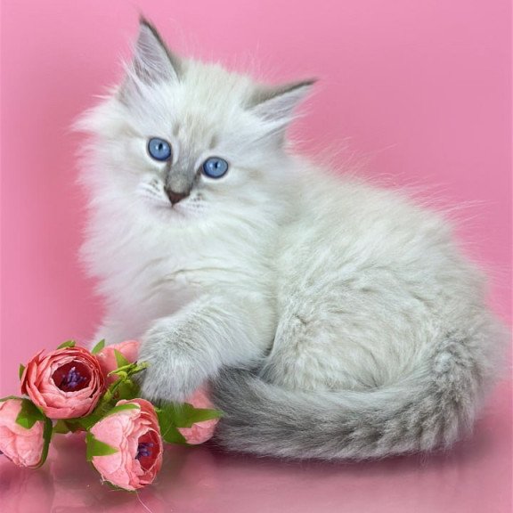 Siberian Zenia