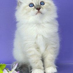 Siberian Zephire
