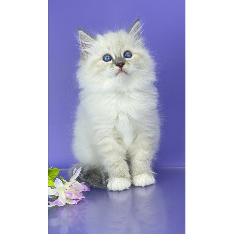 Siberian Zephire
