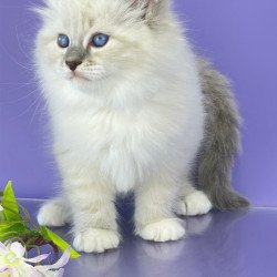 Siberian Zephire