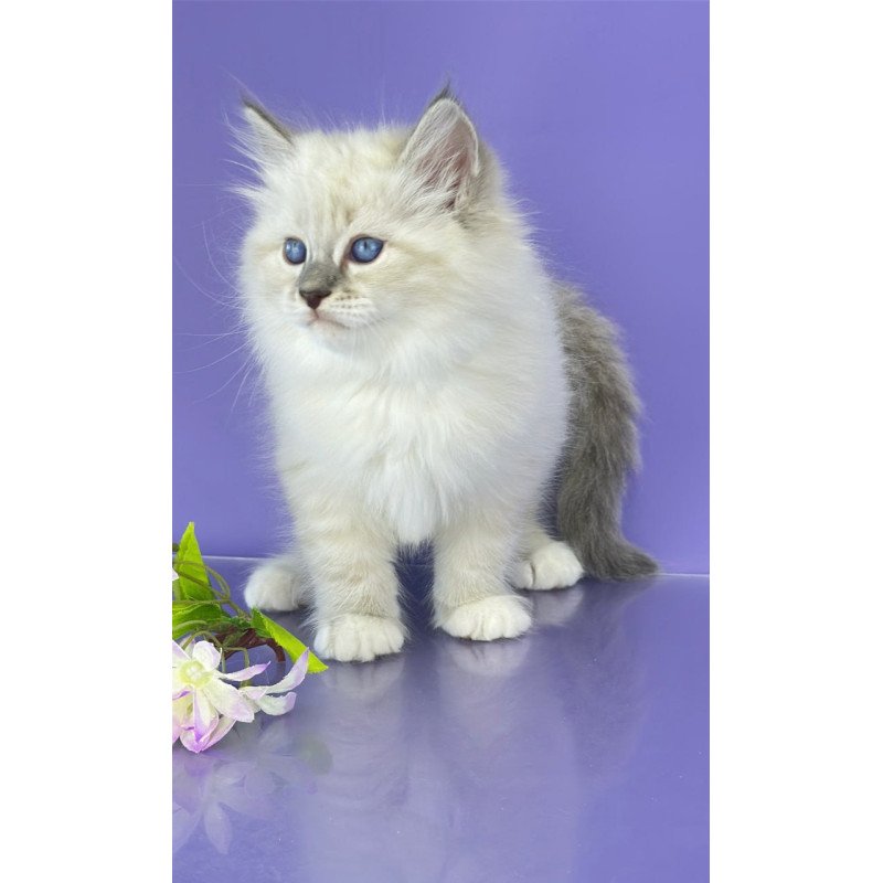 Siberian Zephire