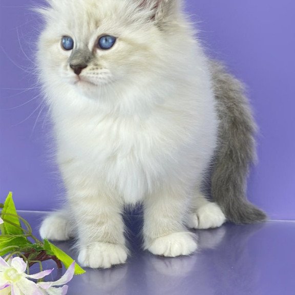 Siberian Zephire
