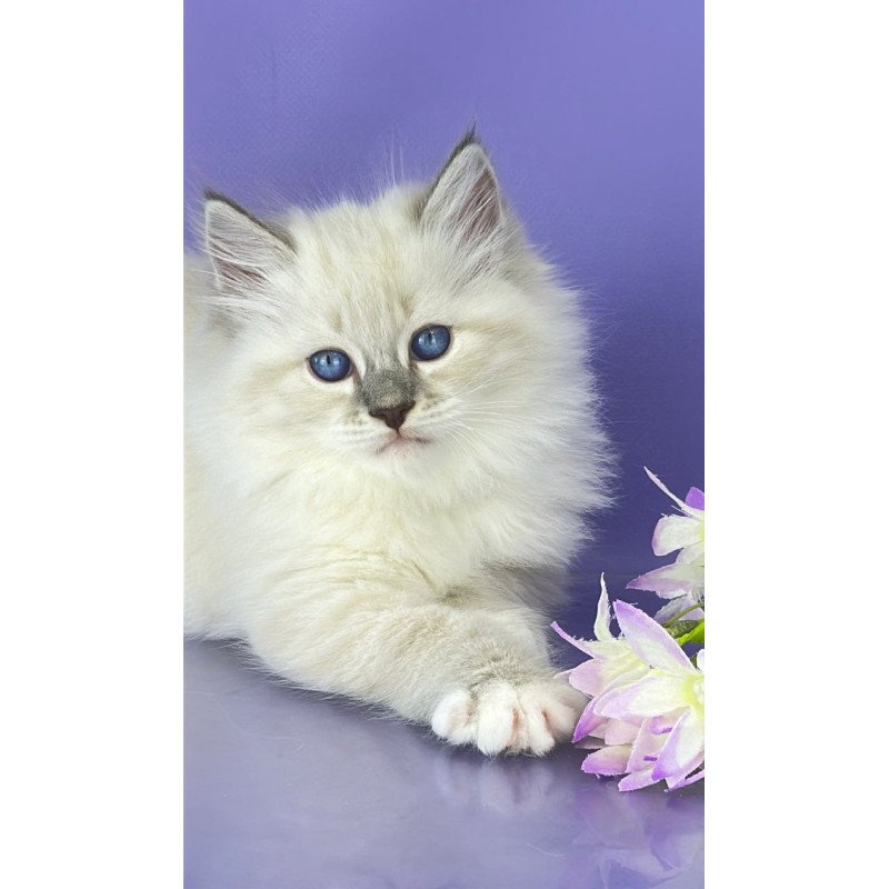 Siberian Zephire
