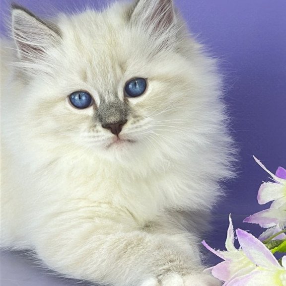 Siberian Zephire