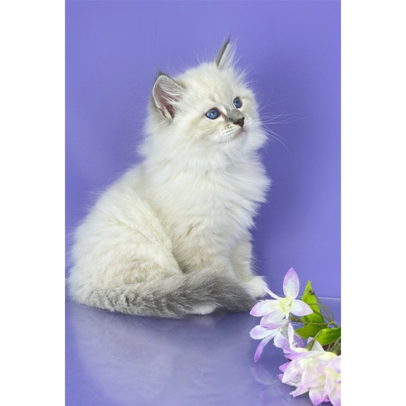 Siberian Zephire