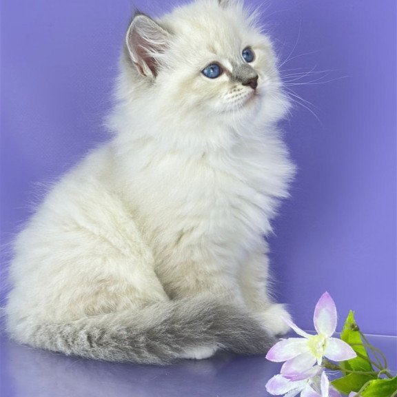 Siberian Zephire