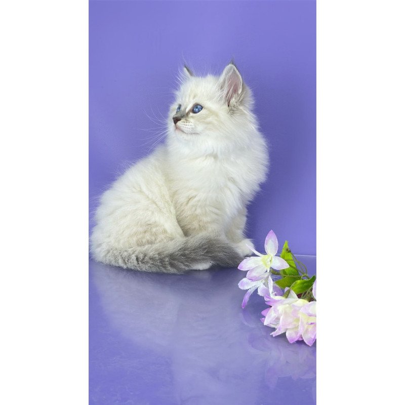 Siberian Zephire