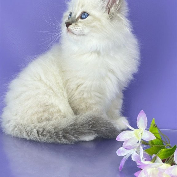 Siberian Zephire