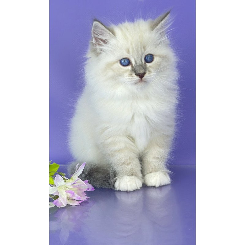 Siberian Zephire