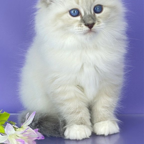 Siberian Zephire