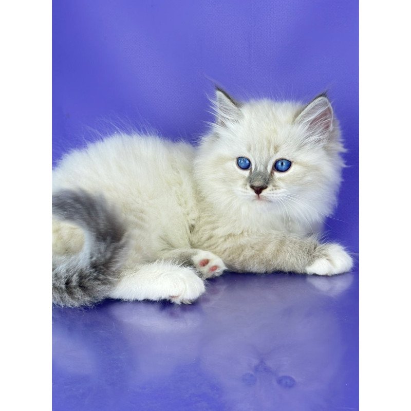 Siberian Zephire