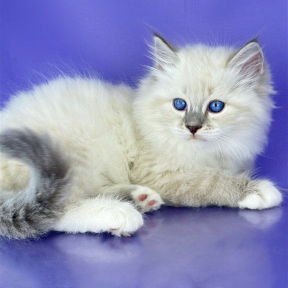 Siberian Zephire